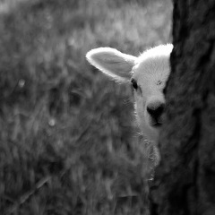 Hidingsheep