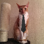 GermaanP avatar