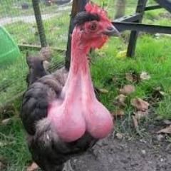 Lonsghot