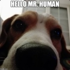 CribbyHD