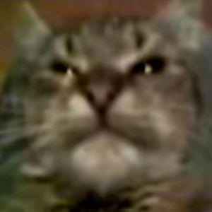 Livesey1337 avatar