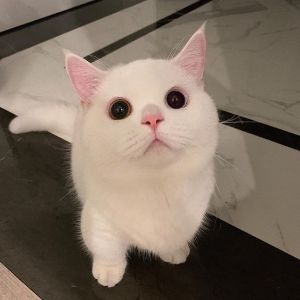 unknown2799