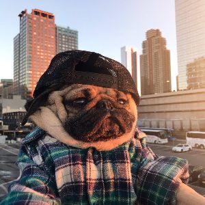 8An1maL8 FACEIT avatar
