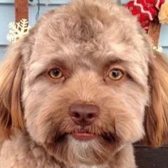TvoyNasvay avatar