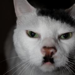 MrBrappy avatar