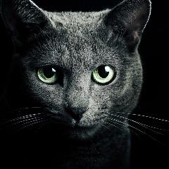 qmaxib0 avatar