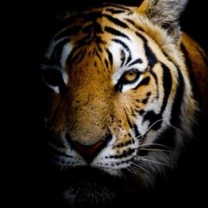 BerdaliResp avatar