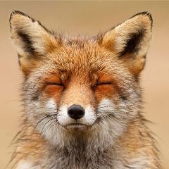 foxrae avatar