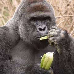 Creamy Gorilla