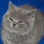 girka avatar