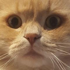 Poshlaya avatar