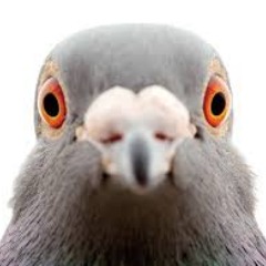 PigeonLY FACEIT avatar