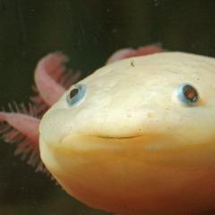 axoloootl avatar