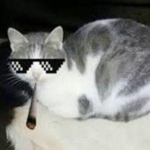 CiPsRO avatar