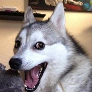 Player Stetina avatar