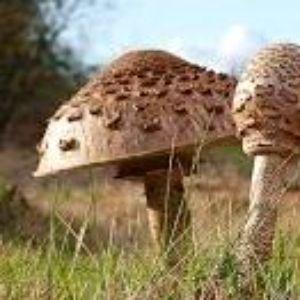 ceziktwojpan avatar