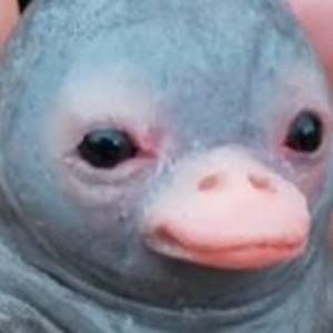 Player BabyPlatypus avatar