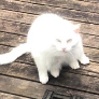 popecat avatar