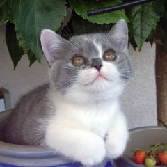fireisacat