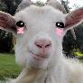 Faceit Avatar