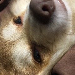 team_Macthedog