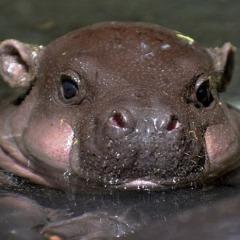vovoluemme