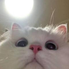 Fexierr avatar