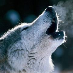 WoLf_l avatar