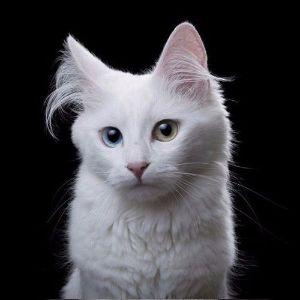 Player slavques_ avatar