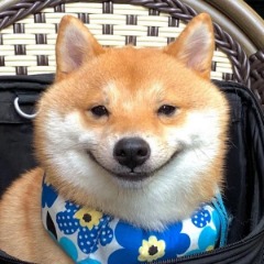 trythisdog