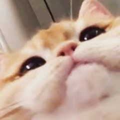 MisttCS