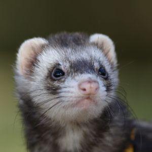 Lolzoo
