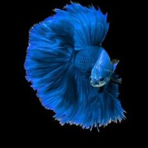 Black_1otus