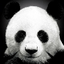 Panda_Omg avatar