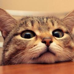 GesTaVoo-