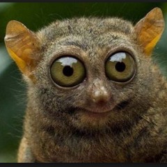 MistaMonster