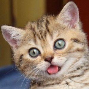Magafaga avatar
