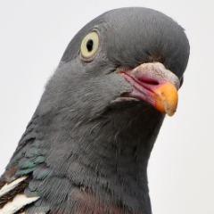BromacJR