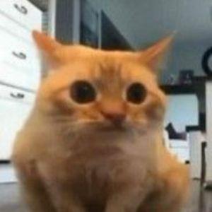 Max392 avatar