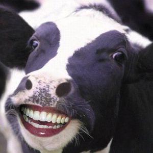 SMILLINGCOW