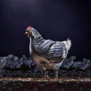 Player Armedchicken avatar