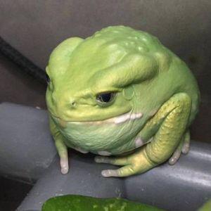 _Tebar_ avatar