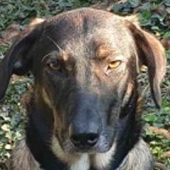 BoydCrowder avatar