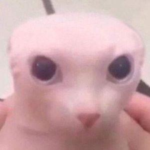 kevinMY avatar