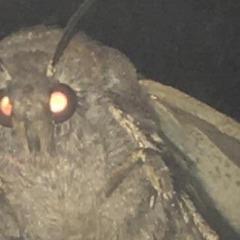 akapo avatar