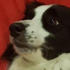 fox_fr avatar