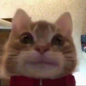 tivikey avatar