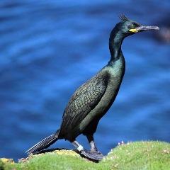 kobrah avatar