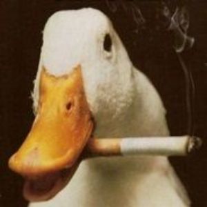 f0qs avatar