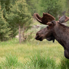 WaterBuffalo avatar